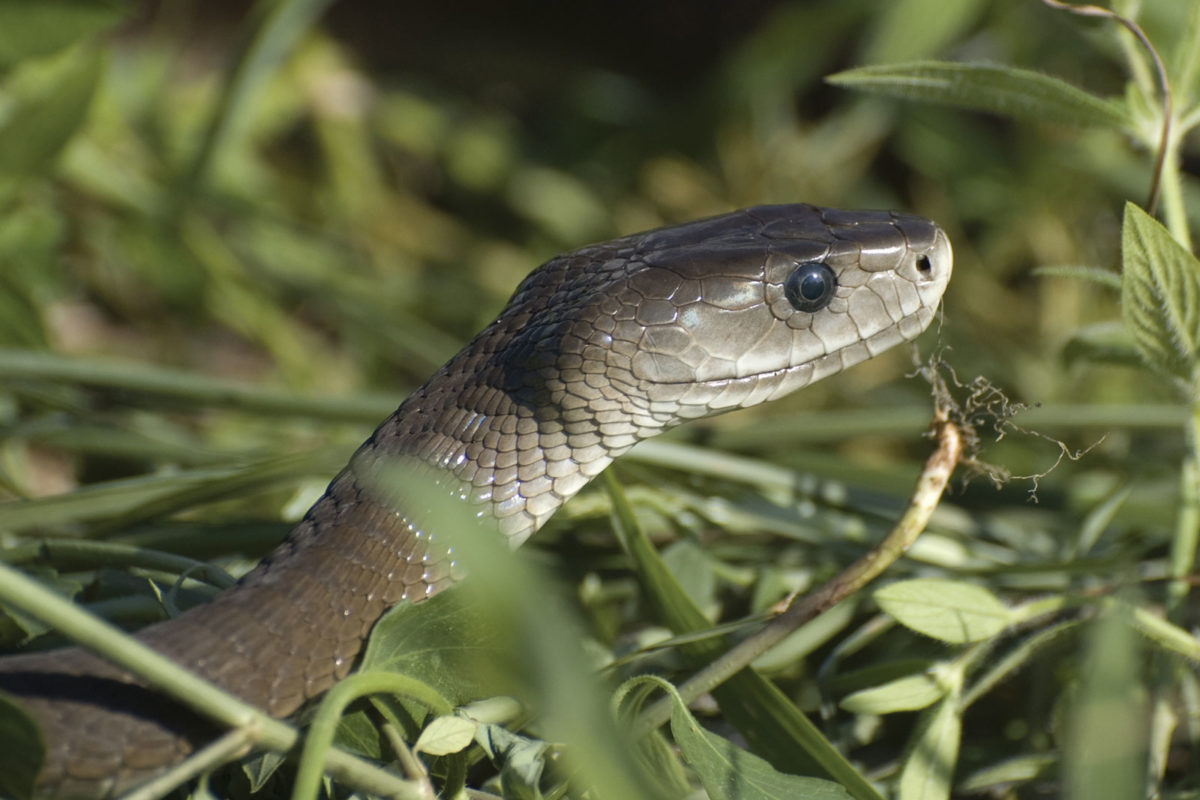 The Most Venomous Snakes In The World