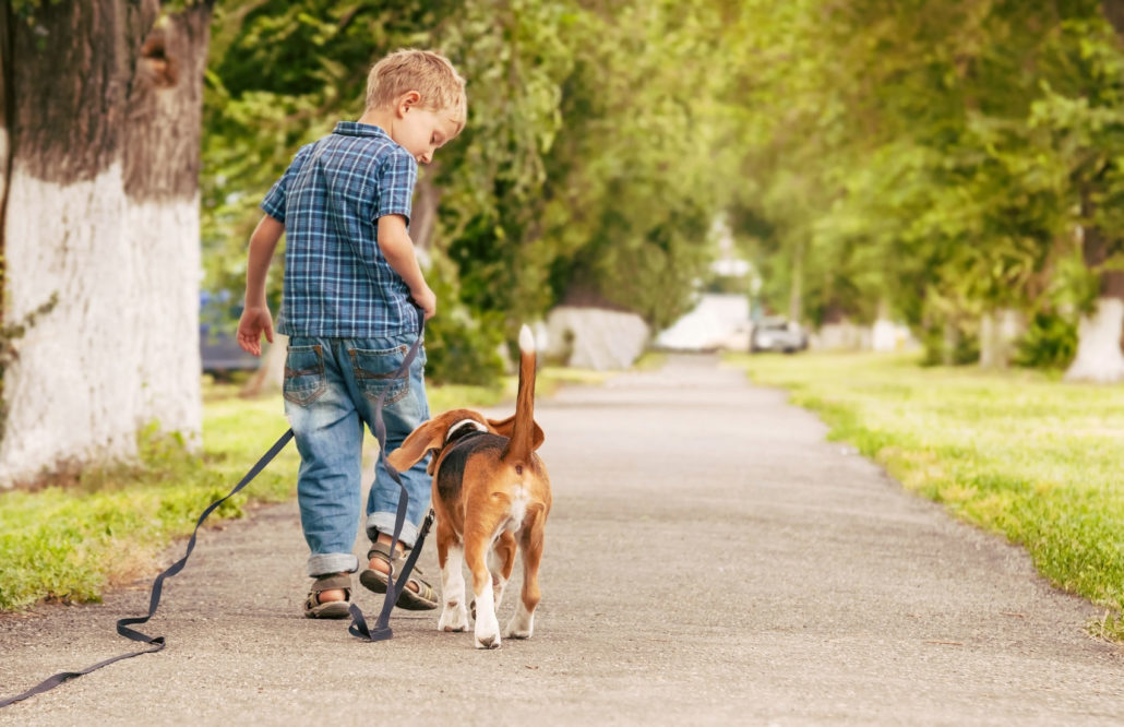 little boy walking with his beagle puppy better friend