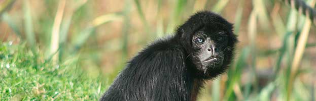 Spider_Monkey