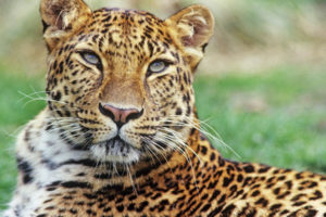 amur-leopardXL_233224