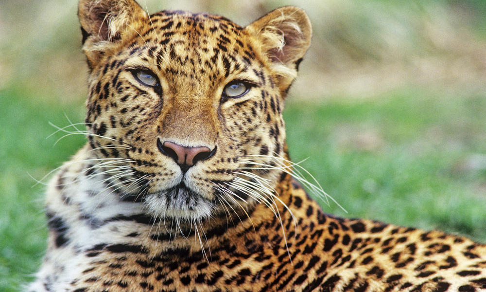 amur-leopardXL_233224