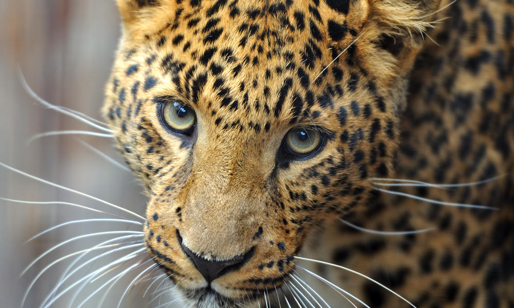amur-leopard_87883936