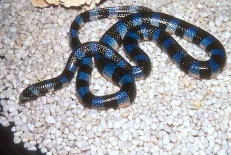 blue-krait-snake
