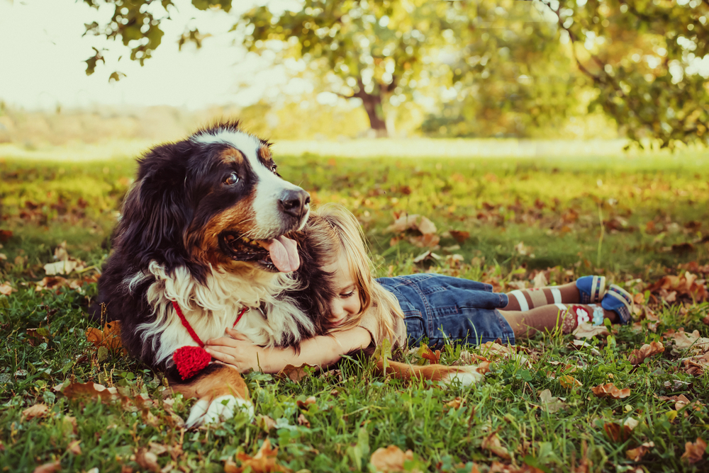 child-with-bernese-mountain-dog