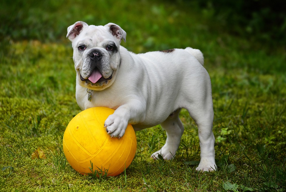 dog-breeds-for-kids-english-bulldog