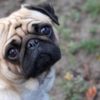 dog-breeds-for-kids-pug-dog