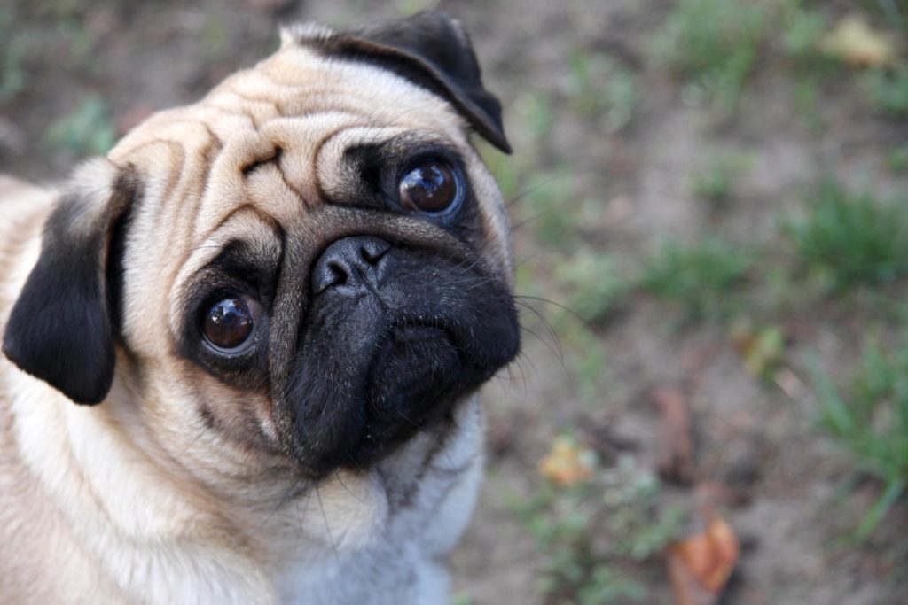 dog-breeds-for-kids-pug-dog