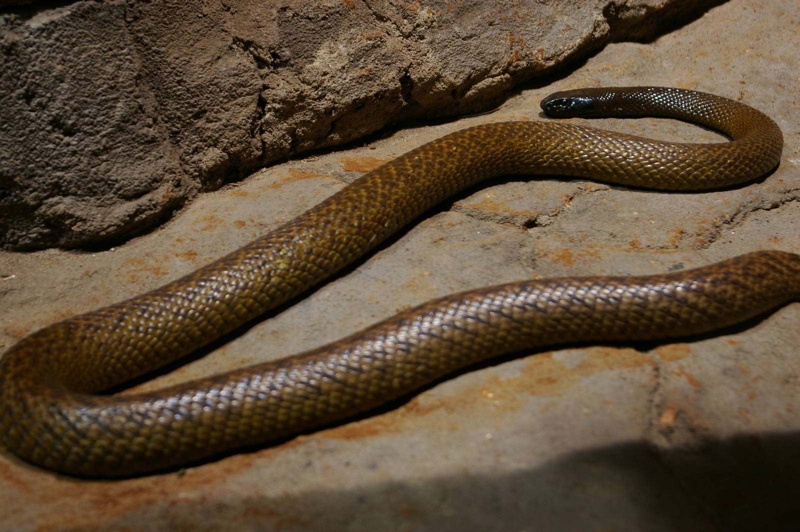 .Inland Taipan