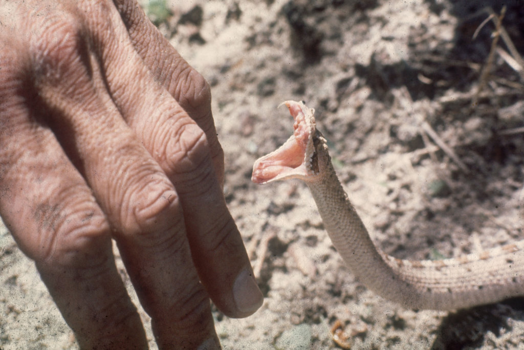 snake-bite-orig