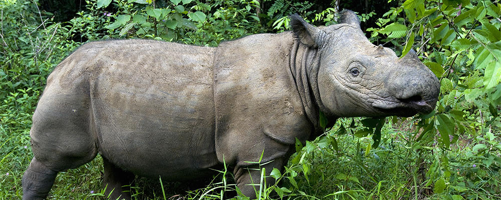 sumatran-rhino-ARTICLE-PAGE