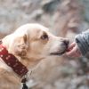 How To Train Your Dog Like A Pro With These Simple Commands?
