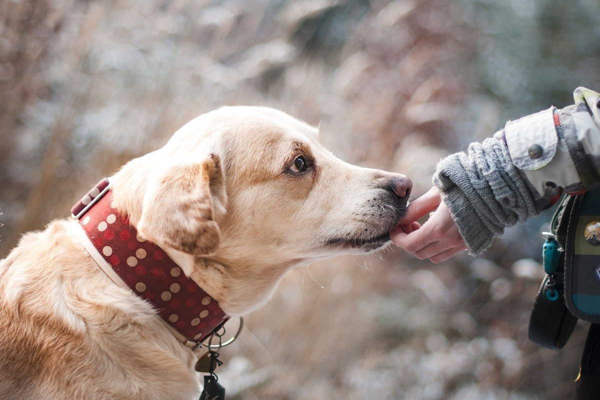 How To Train Your Dog Like A Pro With These Simple Commands?